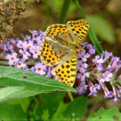 Photo de Papillon