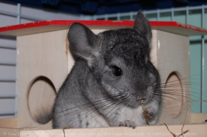 Photo de Chinchilla