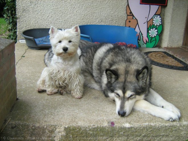 Photo de Races diffrentes