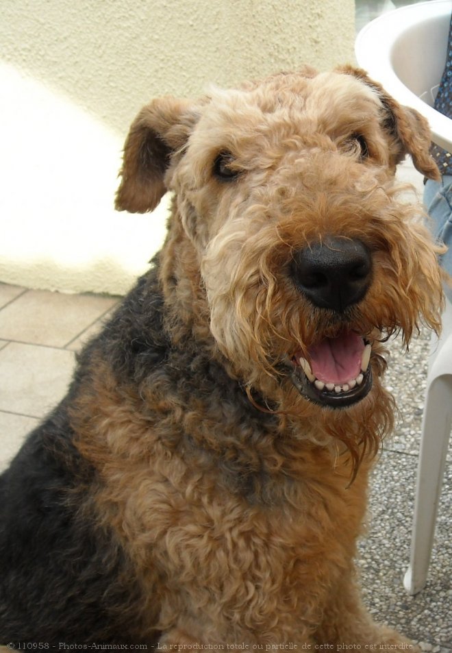 Photo d'Airedale terrier