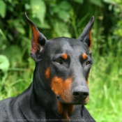 Photo de Dobermann