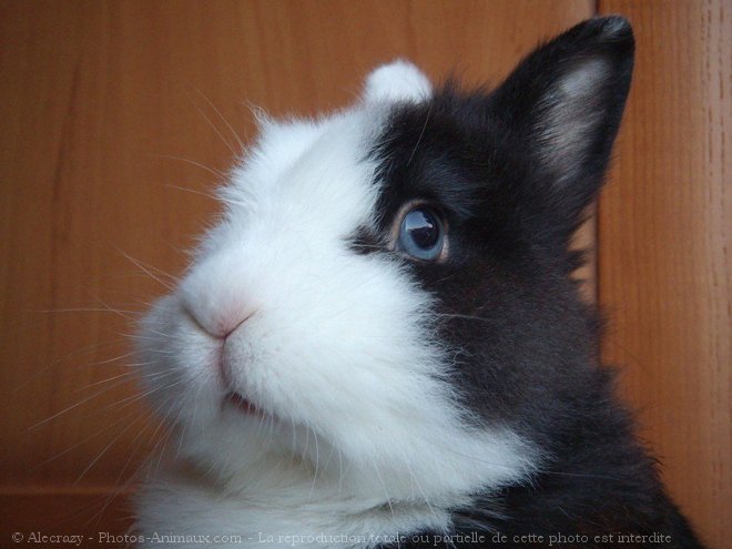 Photo de Lapin