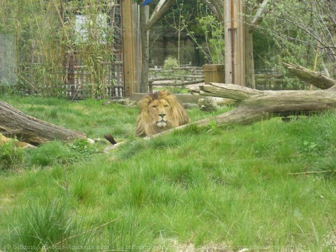 Photo de Lion