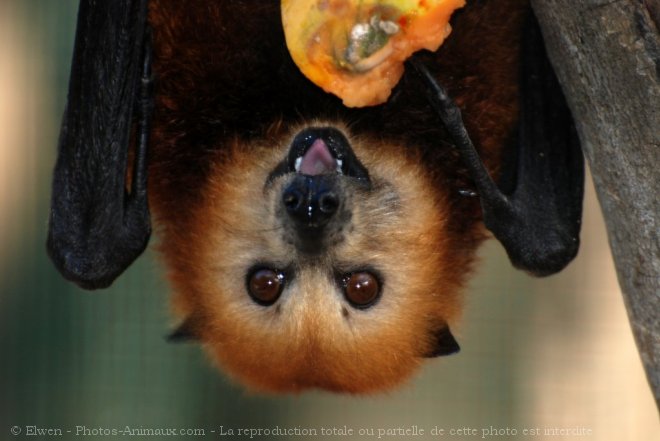 Photo de Chauve-souris