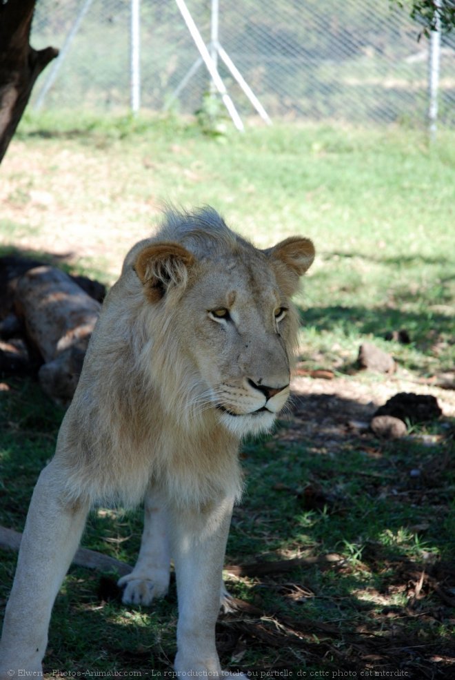 Photo de Lion