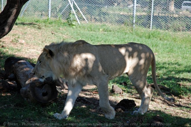 Photo de Lion