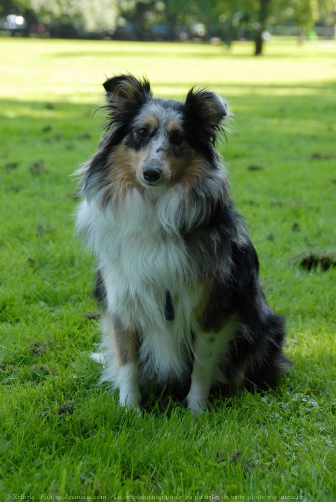 Photo de Chien de berger des shetland