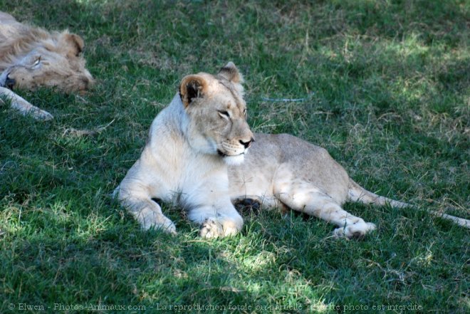 Photo de Lion