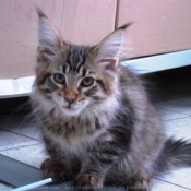 Photo de Maine coon