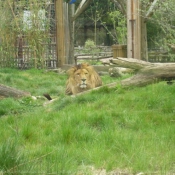 Photo de Lion