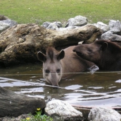 Photo de Tapir