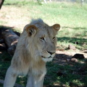 Photo de Lion