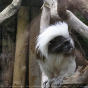 Photo de Singe - pinch  tte blanche