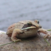 Photo de Grenouille des champs