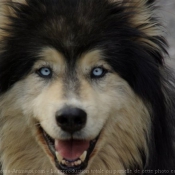 Photo de Malamute de l'alaska