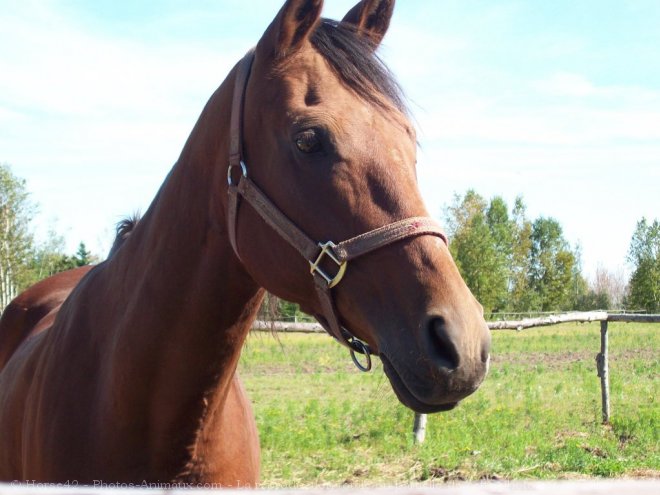 Photo de Quarter horse