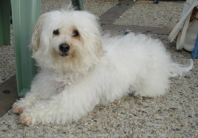 Photo de Coton de tulear