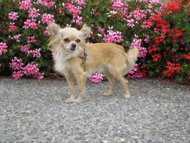 Photo de Chihuahua  poil long