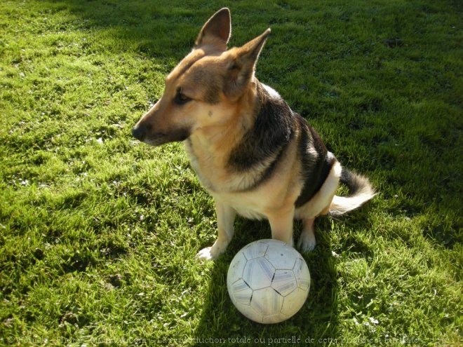 Photo de Berger allemand  poil court