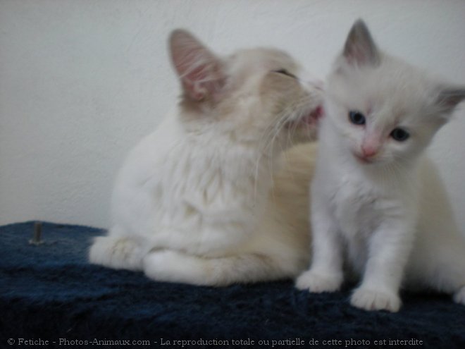 Photo de Ragdoll