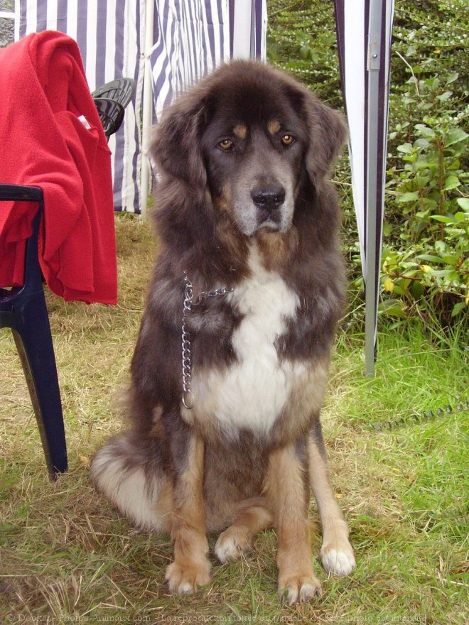 Photo de Dogue du tibet