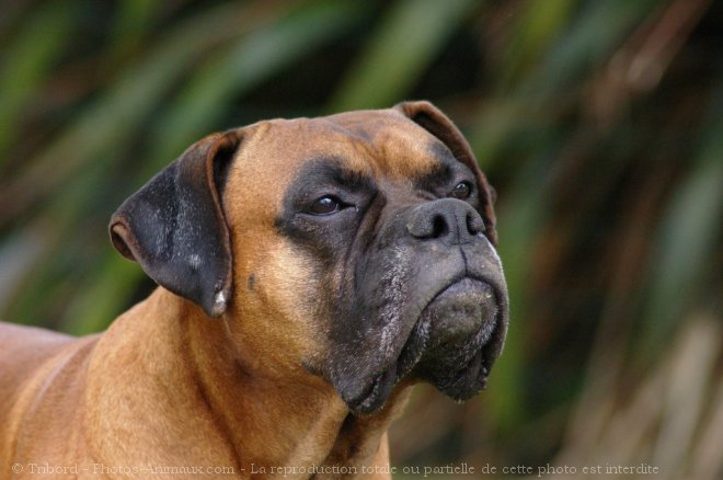 Photo de Boxer