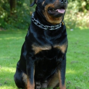 Photo de Rottweiler