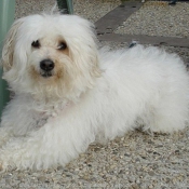 Photo de Coton de tulear