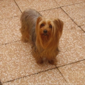 Photo de Yorkshire terrier