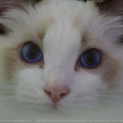 Photo de Ragdoll