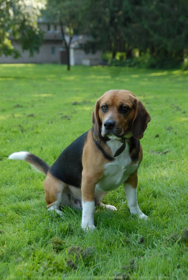 Photo de Beagle