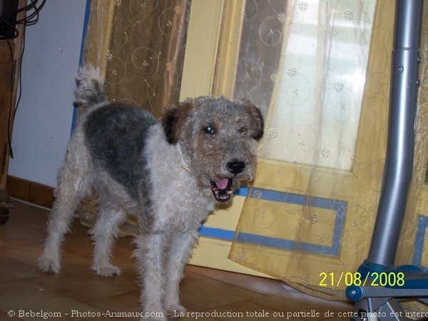 Photo de Fox terrier  poil dur