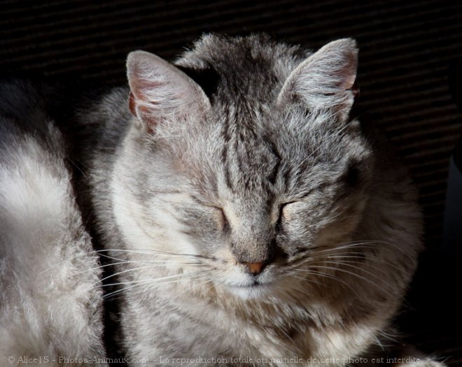 Photo de Chat domestique