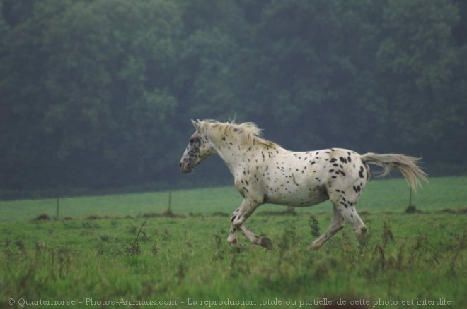 Photo d'Appaloosa