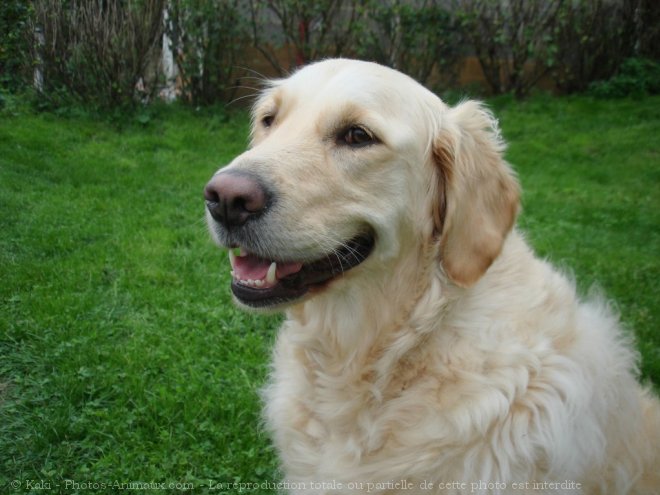 Photo de Golden retriever