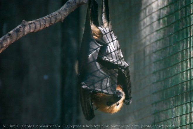 Photo de Chauve-souris