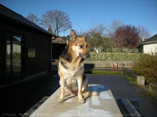 Photo de Berger allemand  poil court