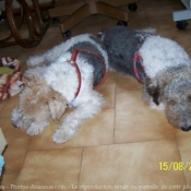 Photo de Fox terrier  poil dur