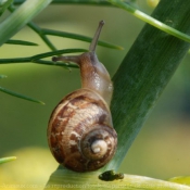 Photo d'Escargot