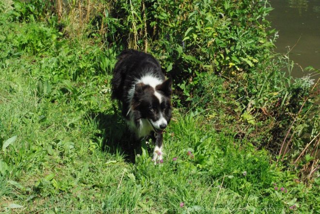 Photo de Border collie