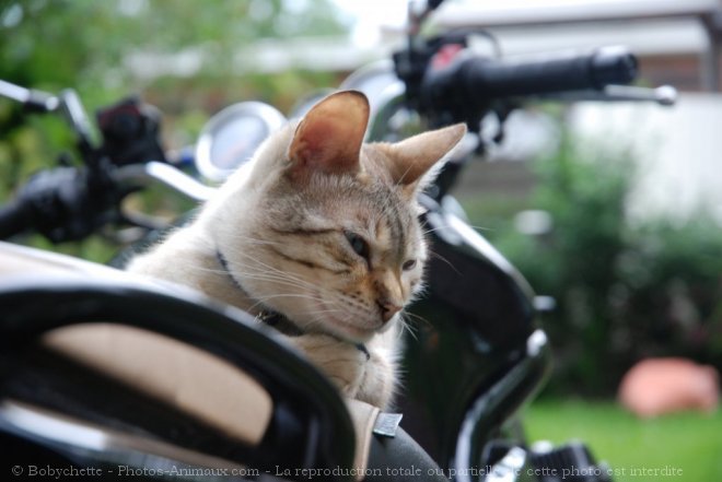 Photo de Bengal