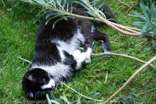 Photo de Chat domestique