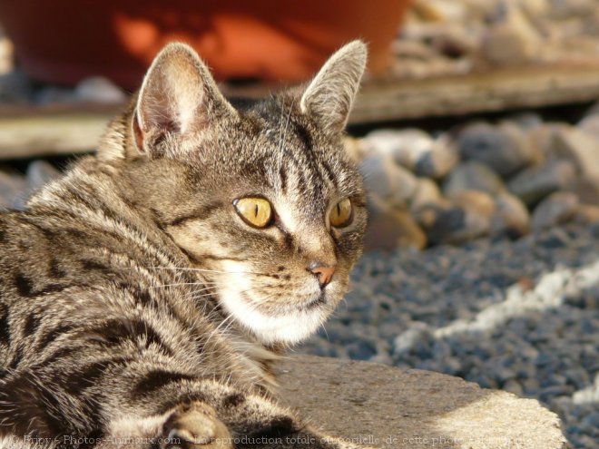 Photo de Chat domestique