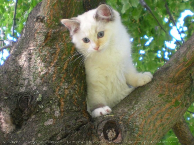 Photo de Ragdoll