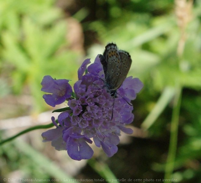 Photo de Papillon