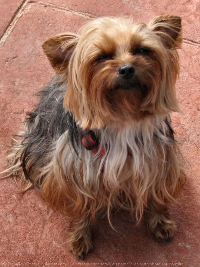 Photo de Yorkshire terrier