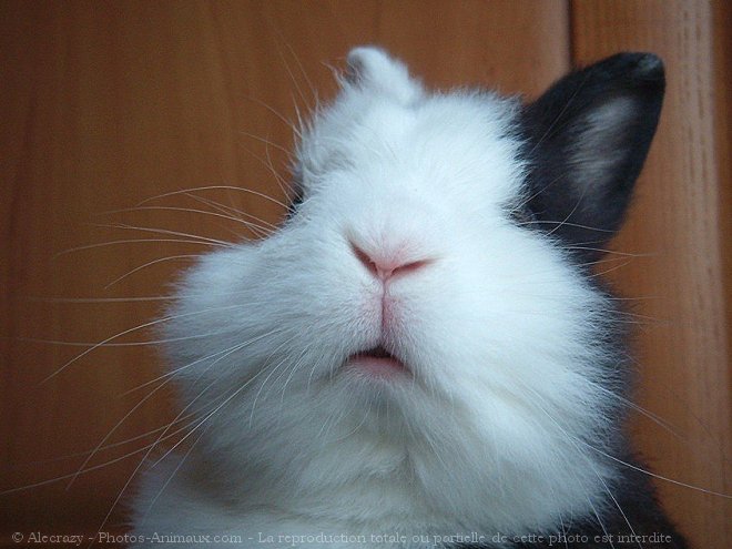 Photo de Lapin