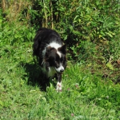 Photo de Border collie