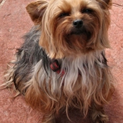 Photo de Yorkshire terrier