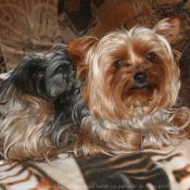 Photo de Yorkshire terrier